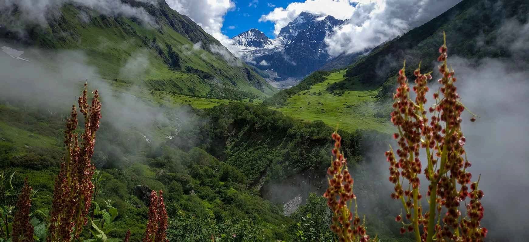 Valley of Flowers 2